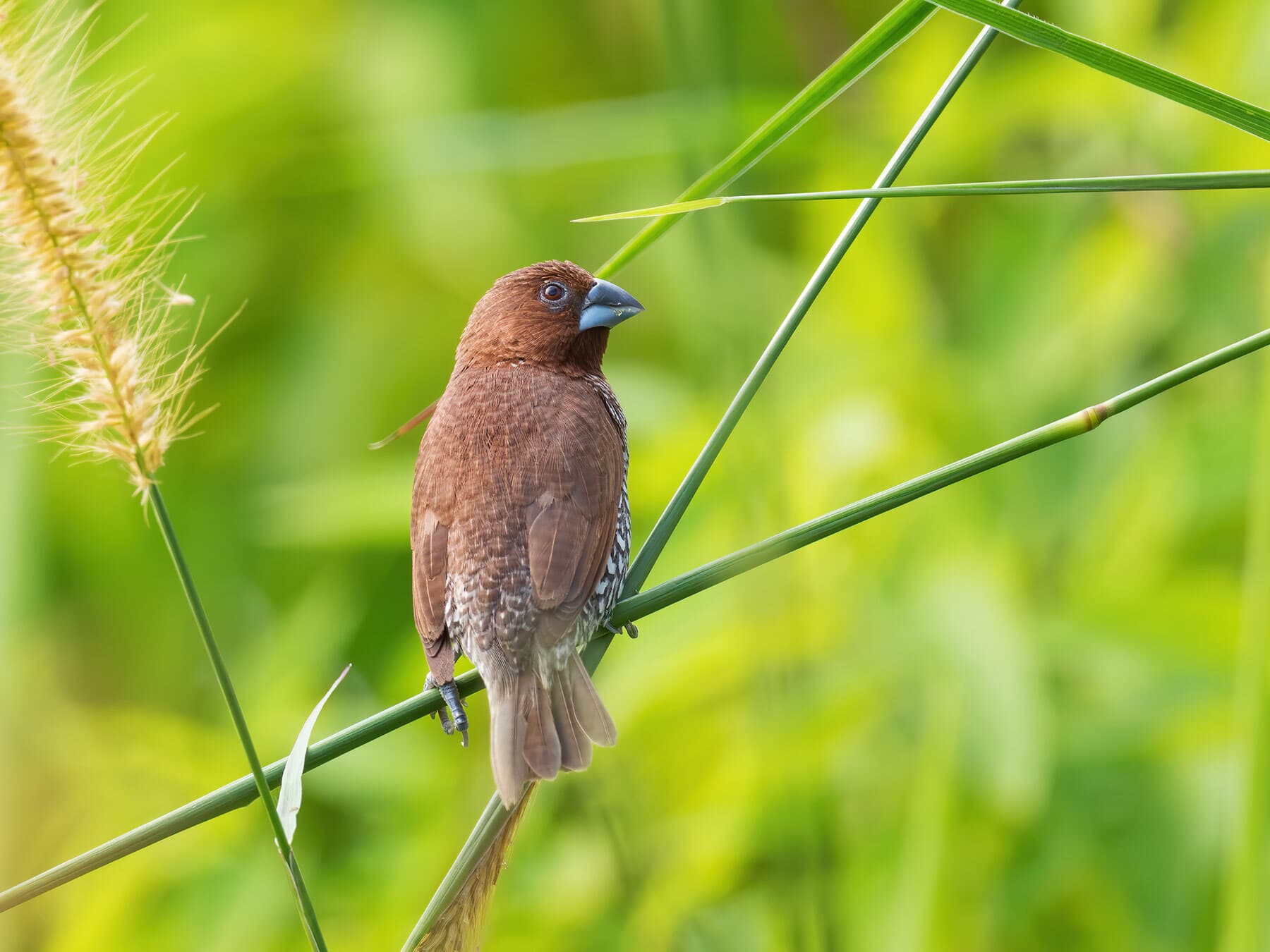 Scaly-breasted Munia perched on long grass