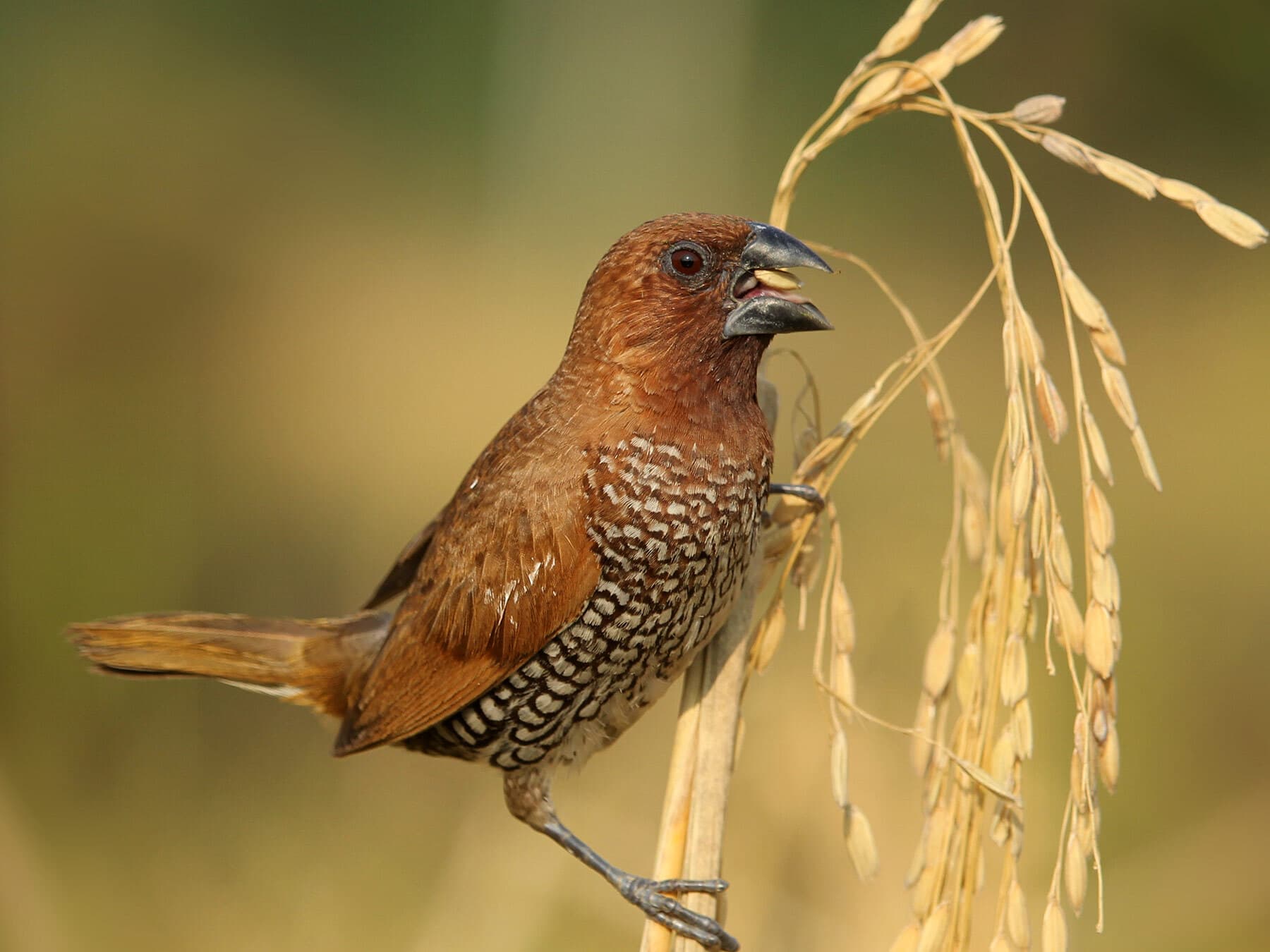 A Scaly-breasted Munia feeding on seed