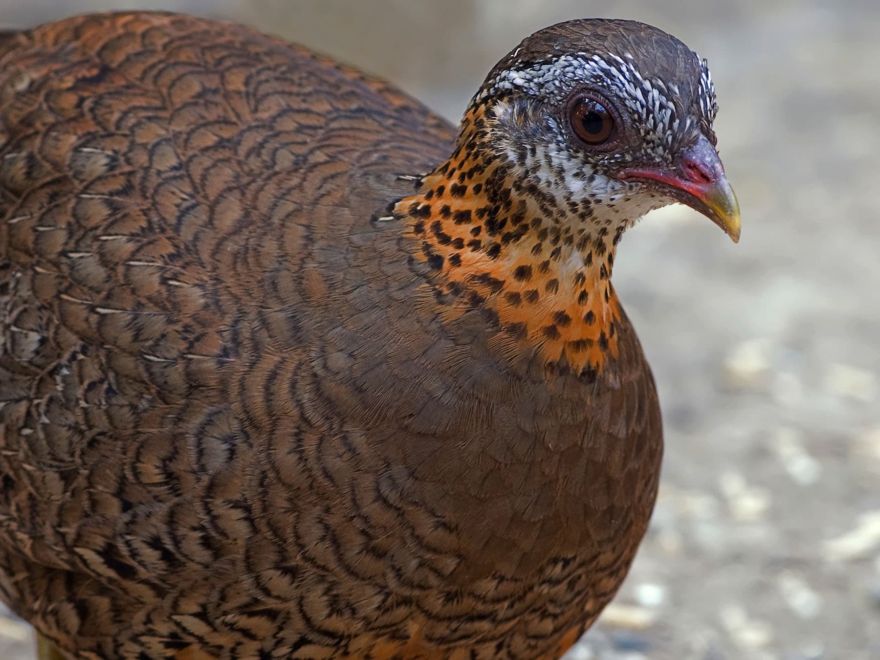 Close up portrait of a Green-legged Partridge (Scaly-breasted)