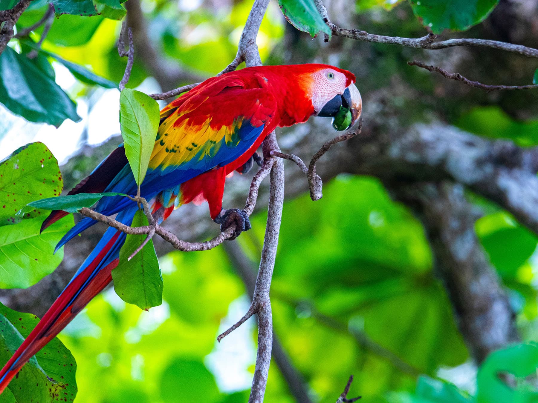 Scarlet Macaw feeding on the Almond tree, Costa Rica