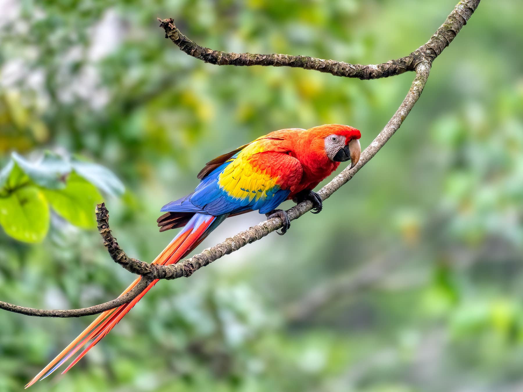 Scarlet Macaw perched high up on a tree branch
