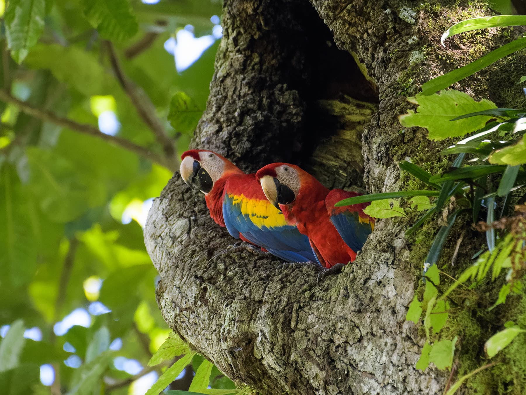 Nesting pair of Scarlet Macaws at their cavity in a cashew tree, Carara National Park
