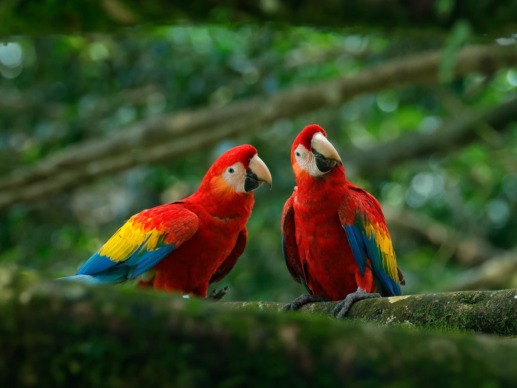 Close up of a pair of Scarlet Macaws