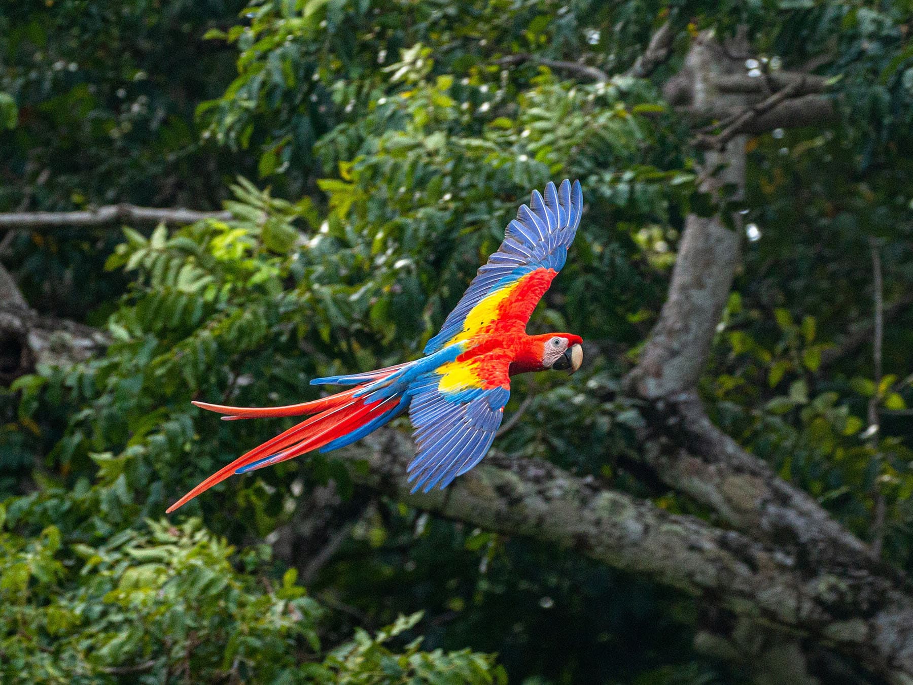 Scarlet Macaw soaring through the jungle, Osa Penisnsula, Costa Rica