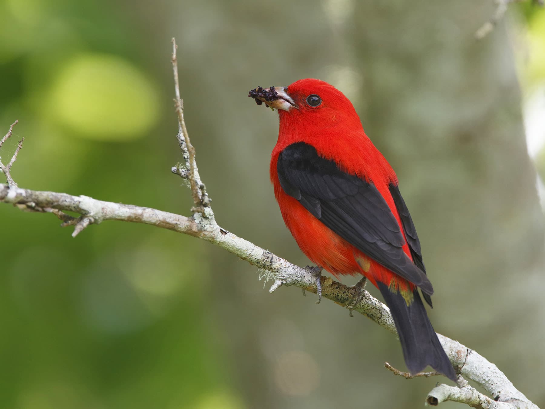 Scarlet Tanager feeding on berries
