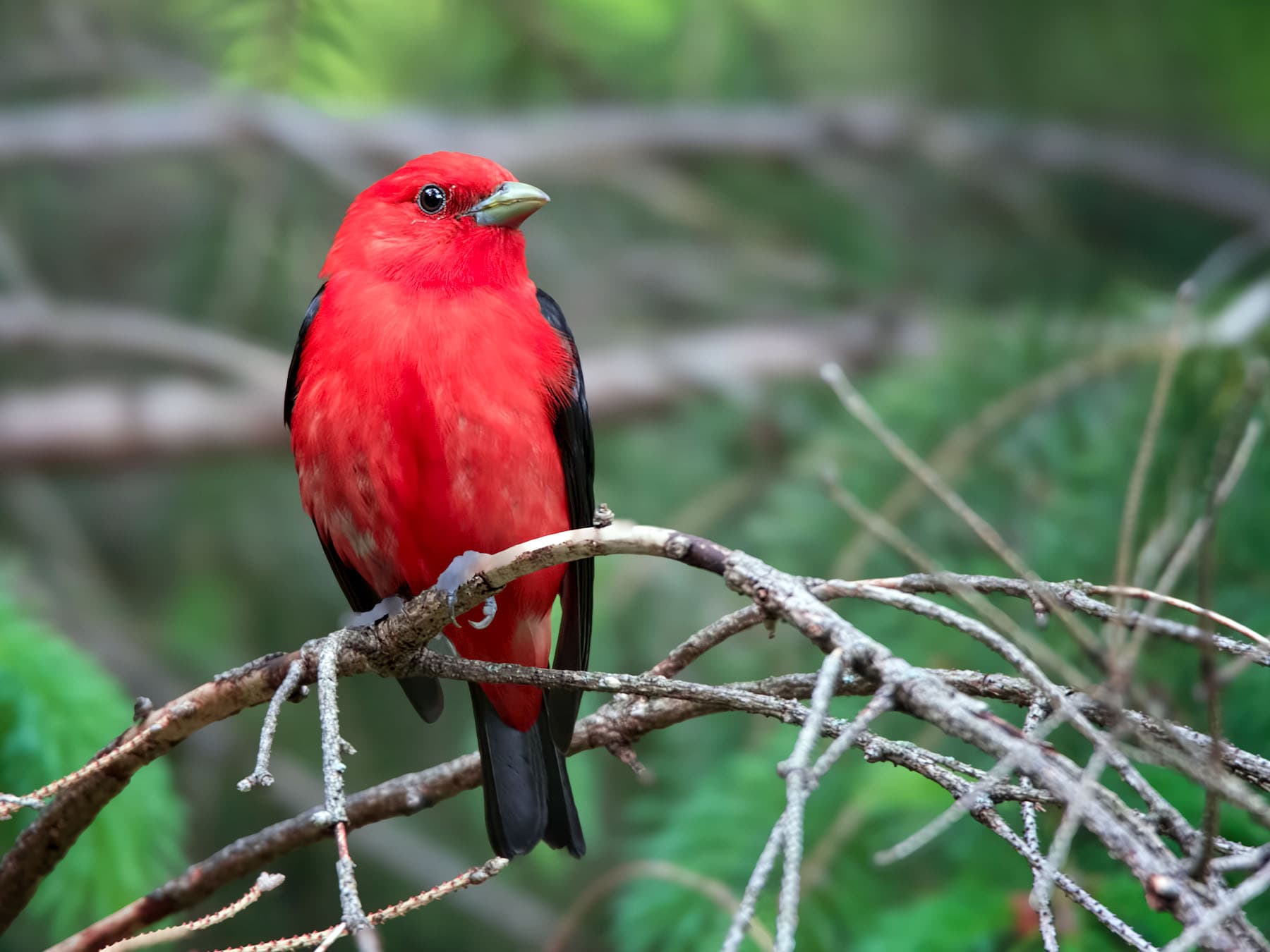 Scarlet Tanager sitting in a tree