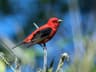 Scarlet Tanager