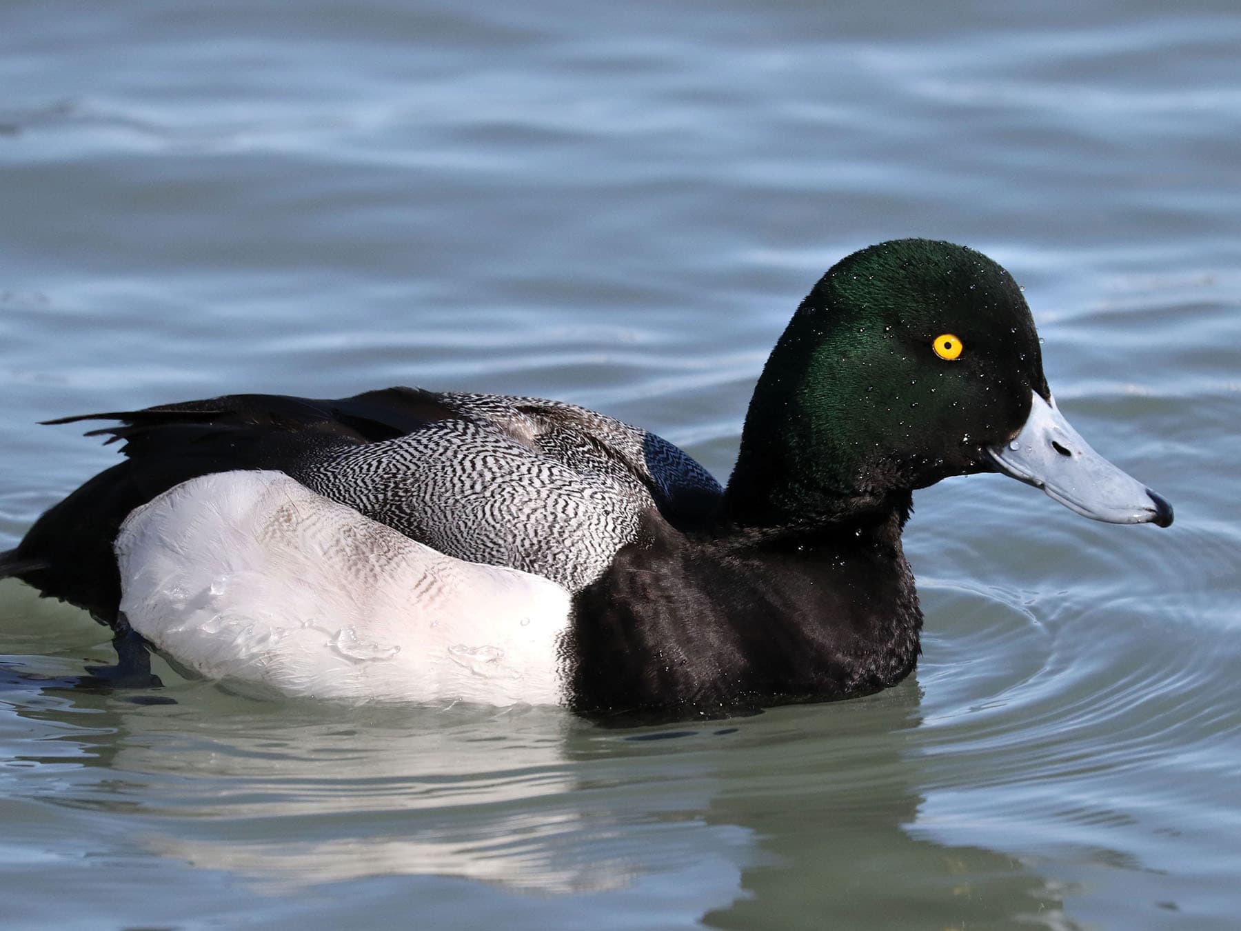 Close up of a Scaup duck