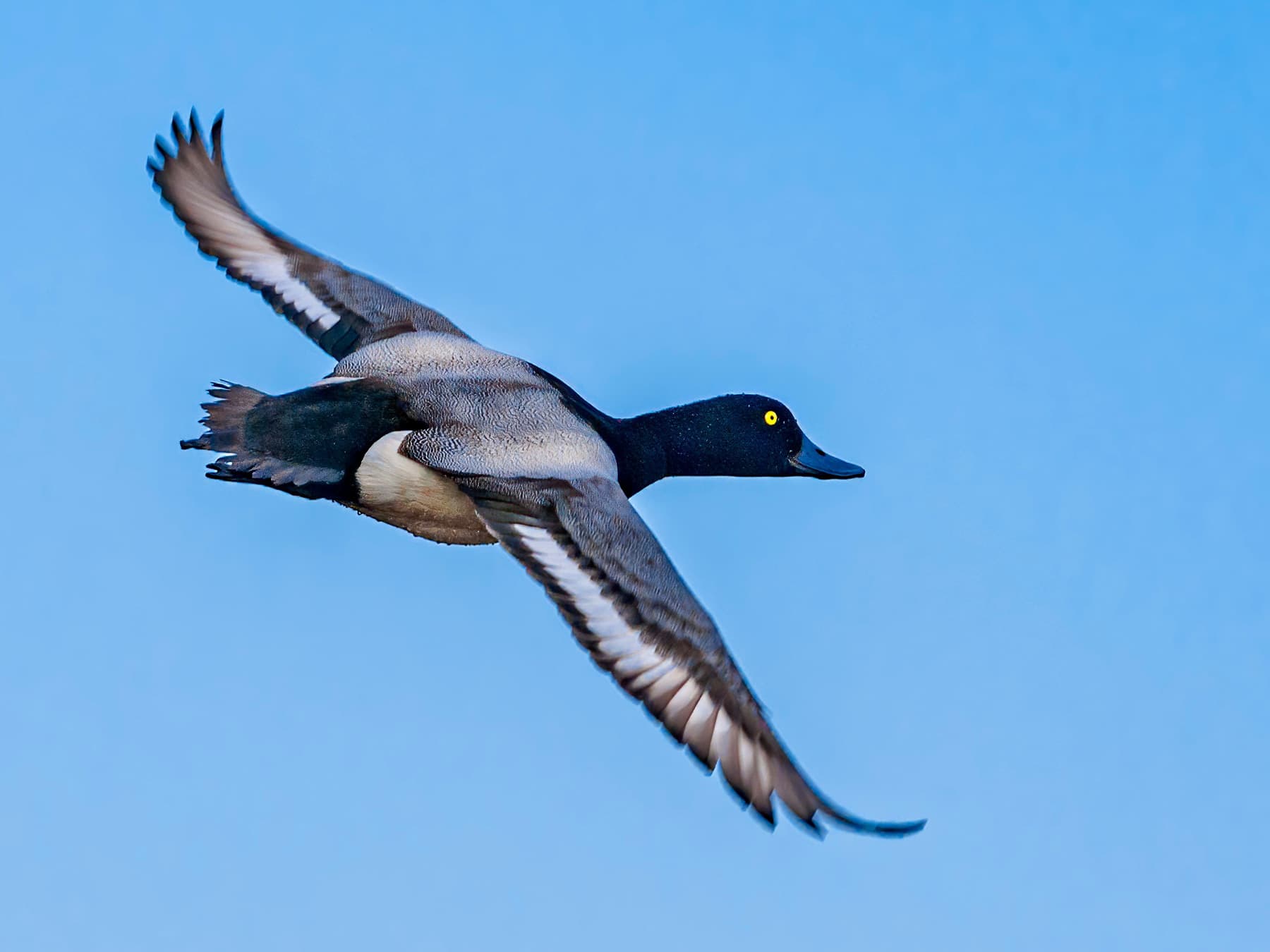 Scaup in-flight