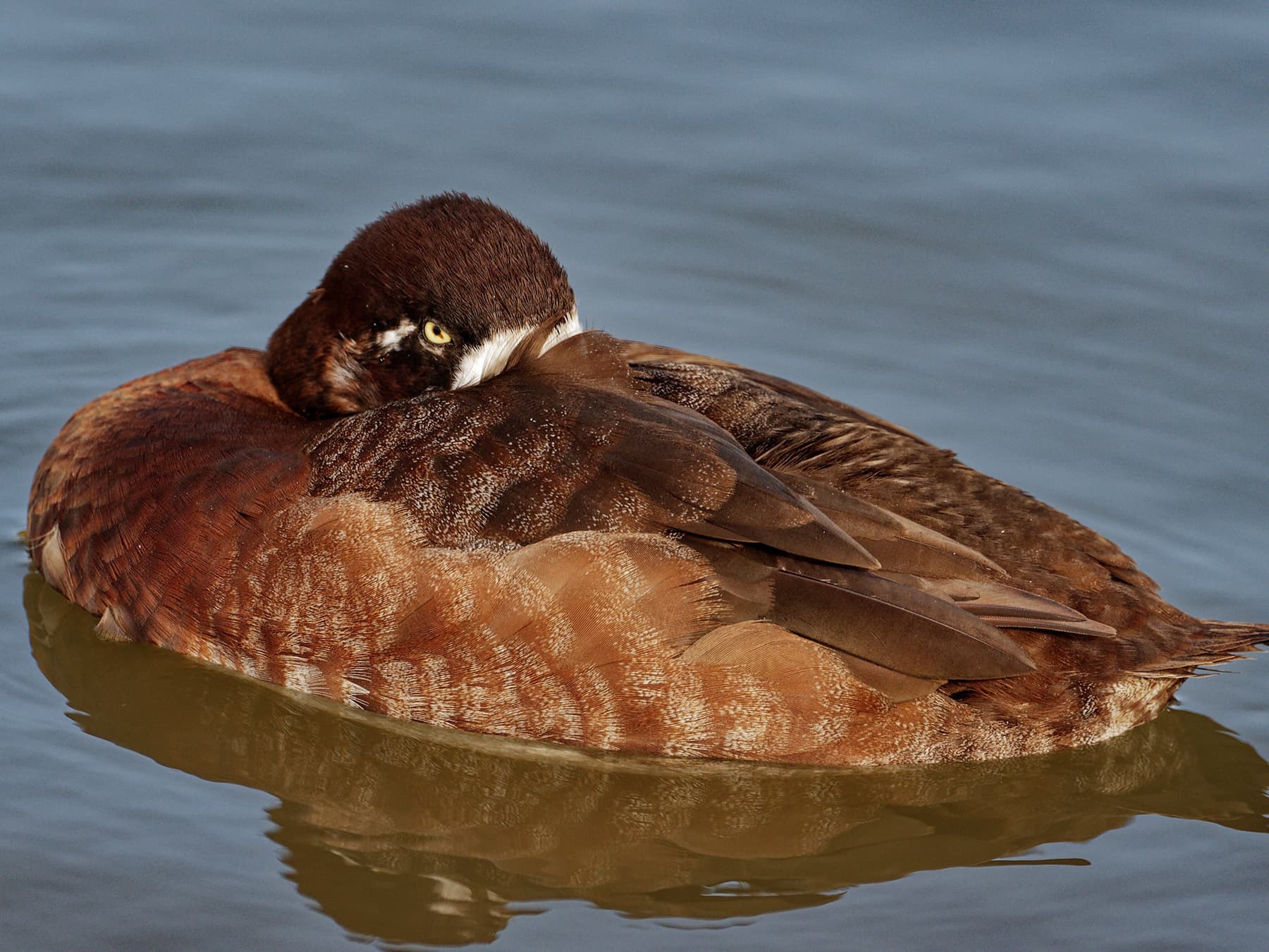 Female Scaup resting in the water