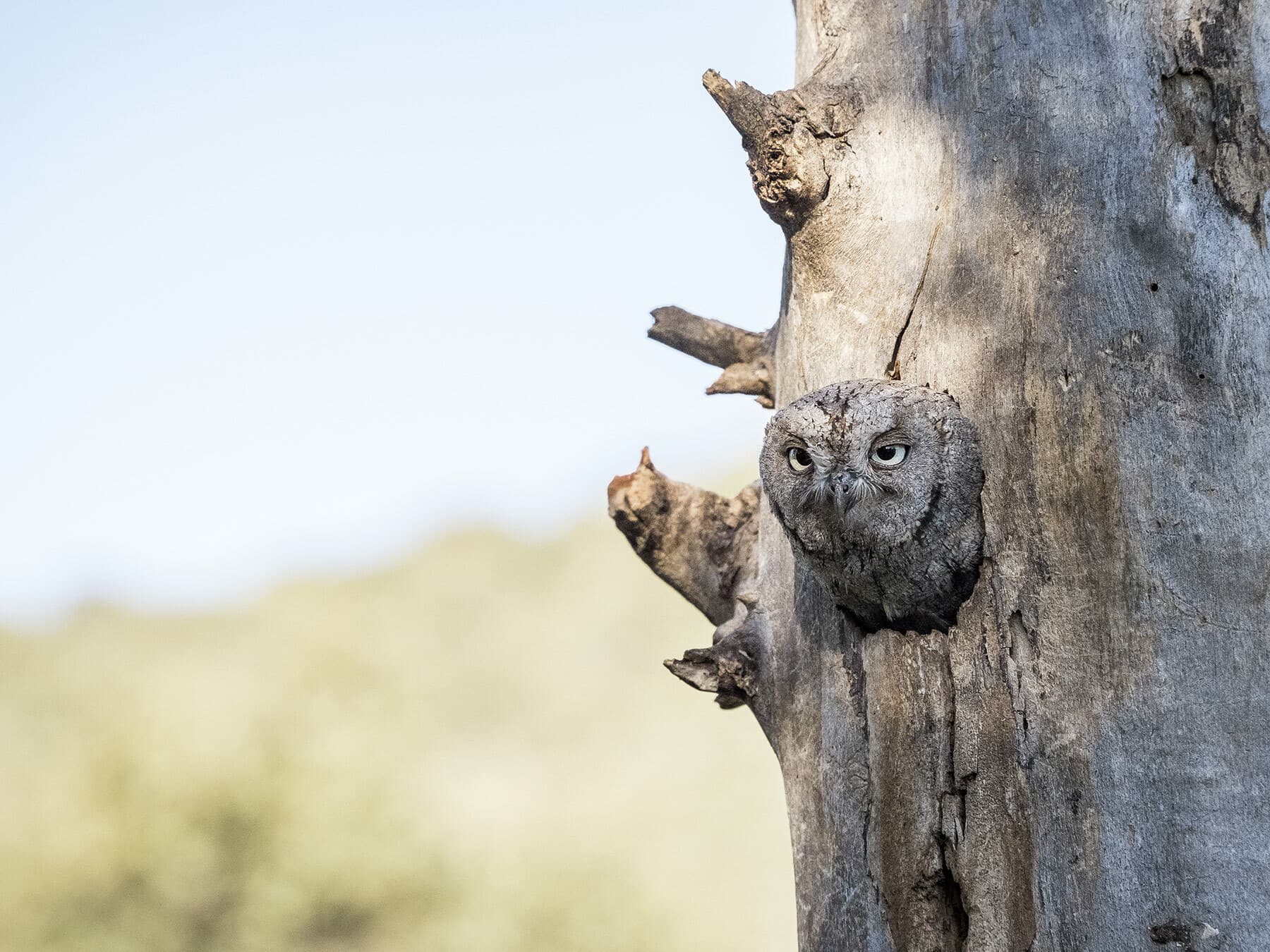 Scops Owl with its head sticking out of a tree