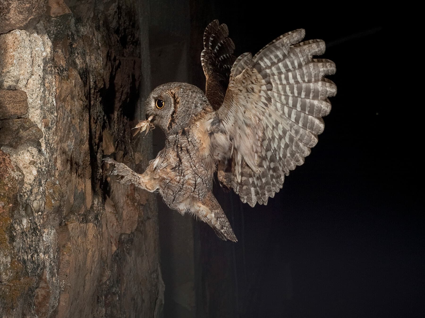 Scops Owl feeding