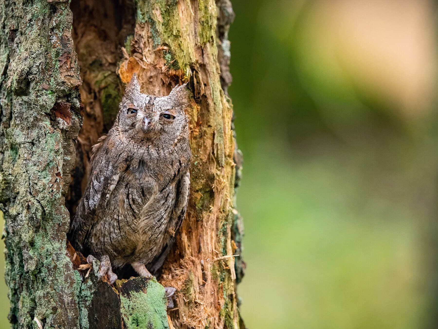 European Scops Owl