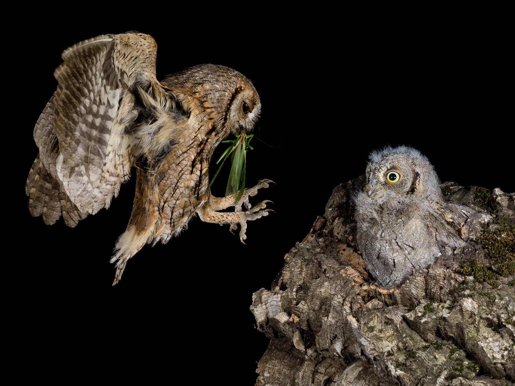 Scops Owl nest with owlet