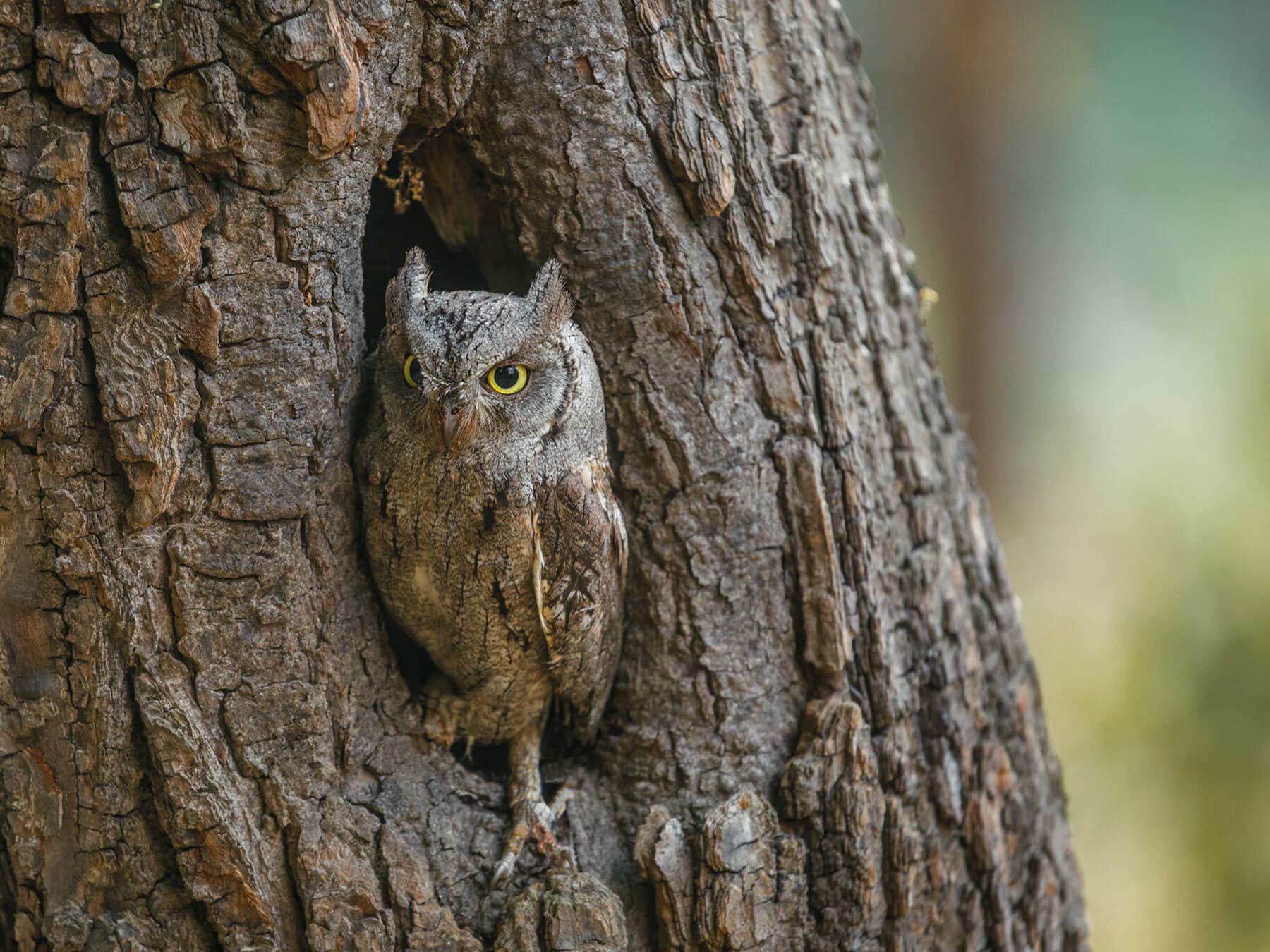 Perched Eurasian Scops Owl