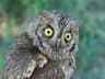 Eurasian Scops-owl