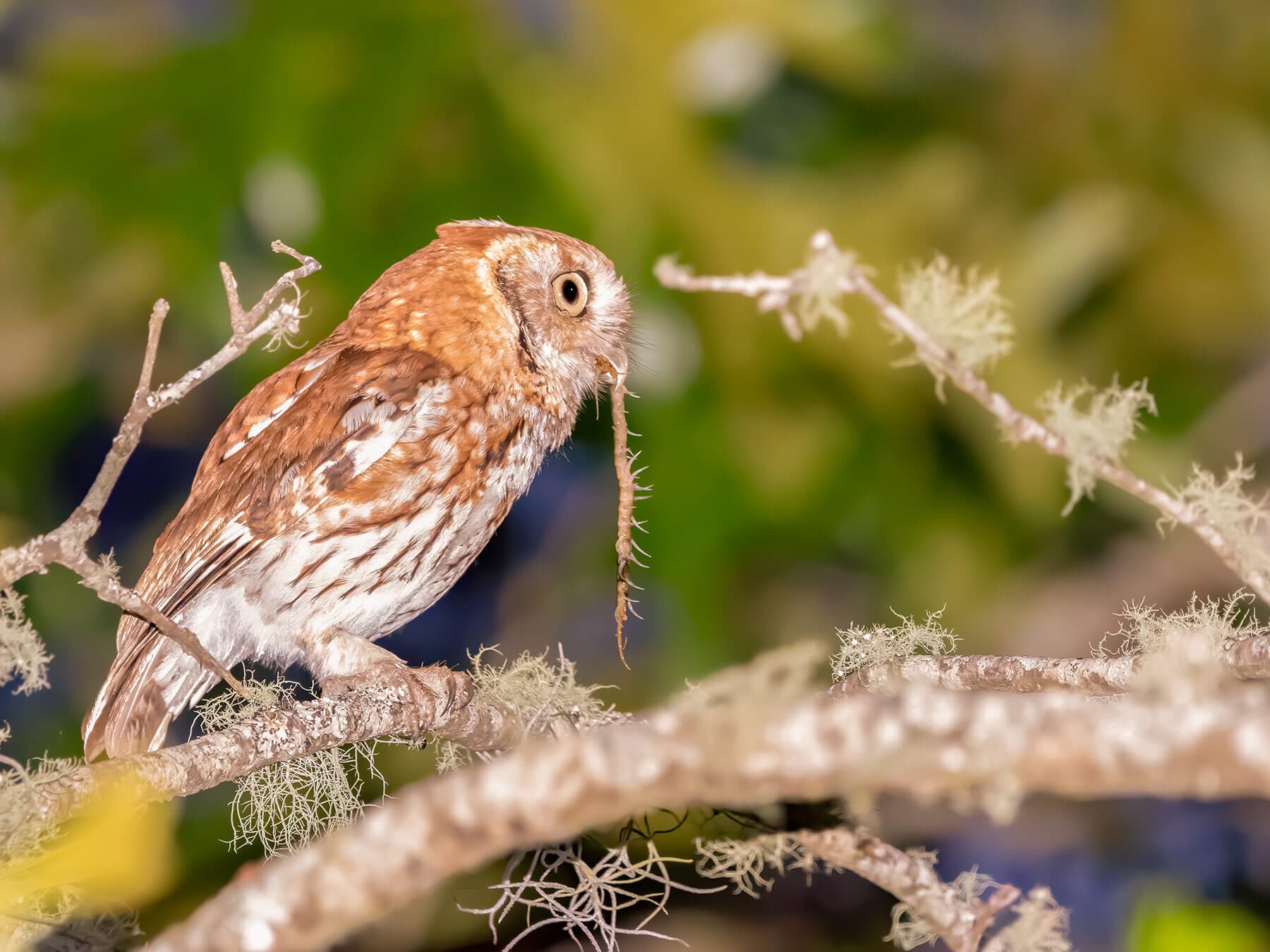 Screech owl diet
