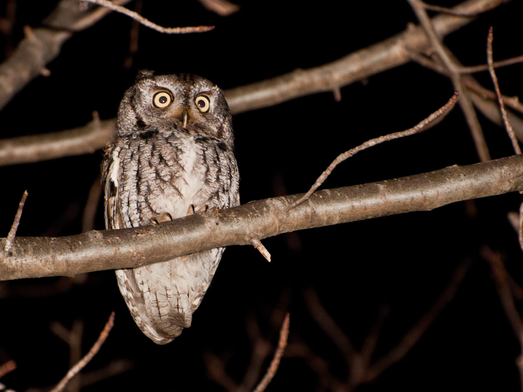 Screech owl hunting