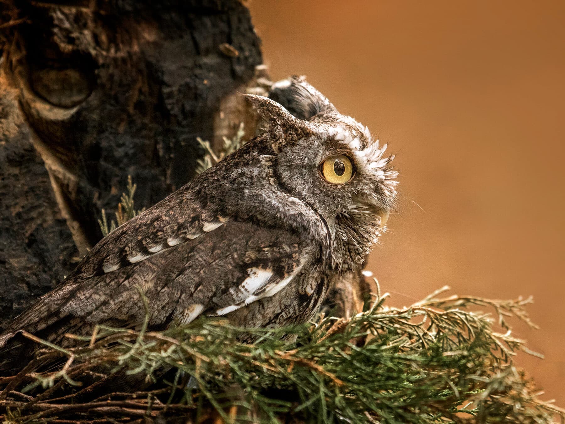 Screech owl resting