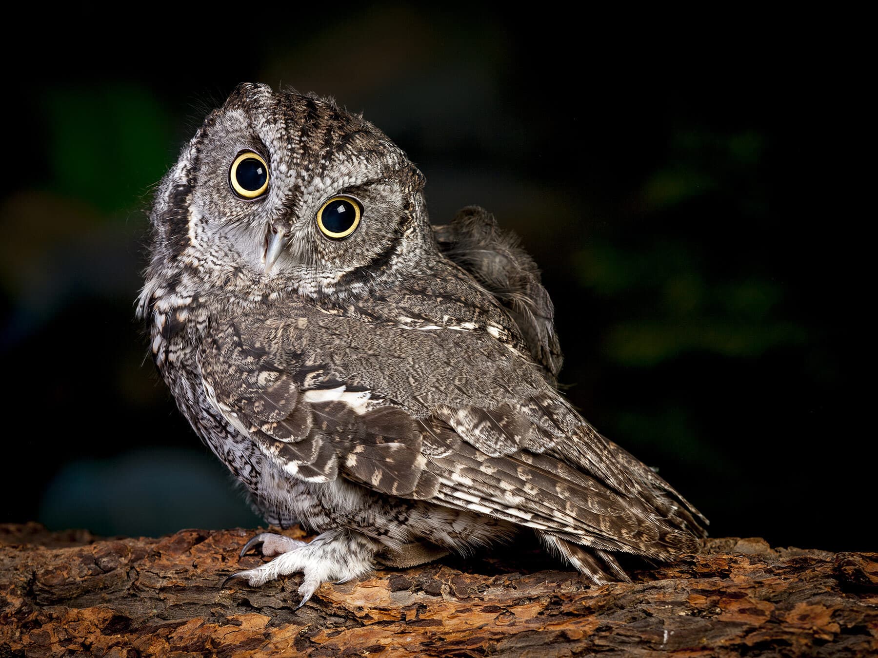 Screech owl