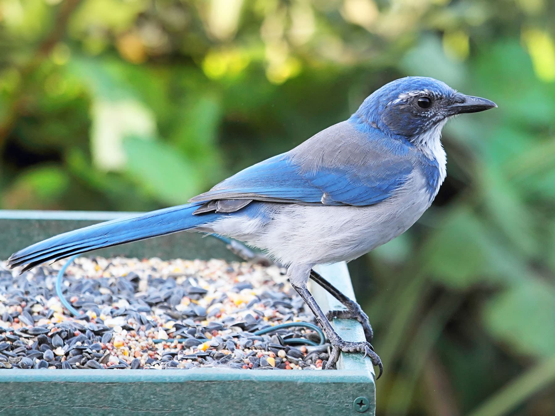 Scrub jay at feeder