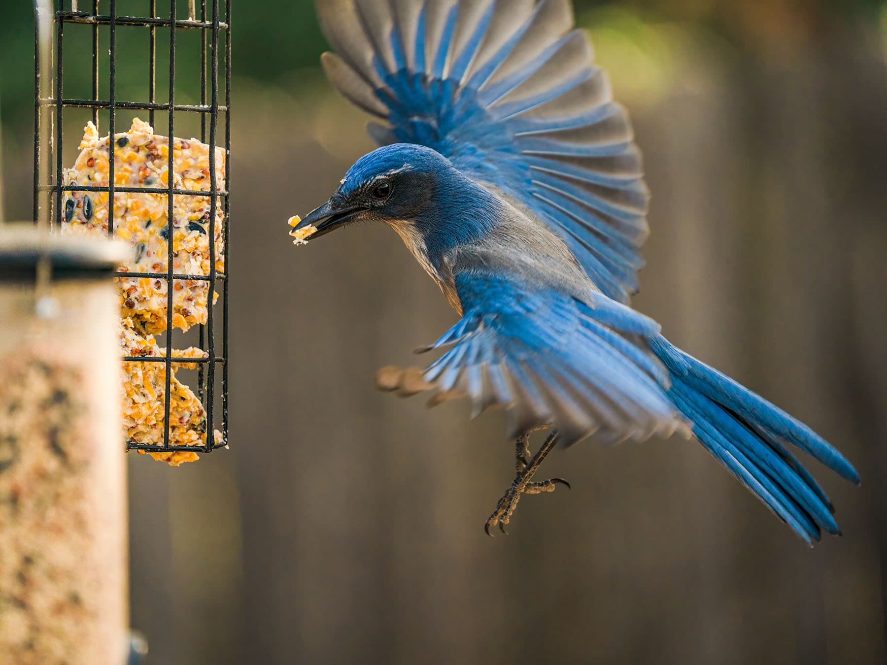 Scrub jay bird feeder