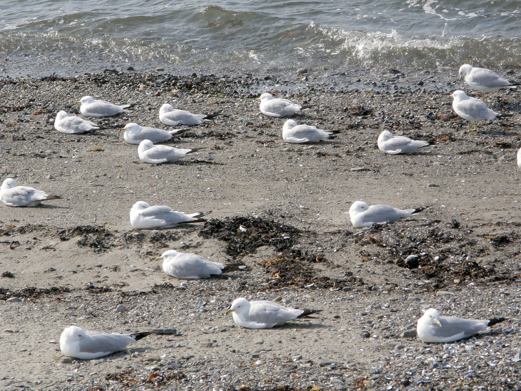 Seagull flock sleeping beach