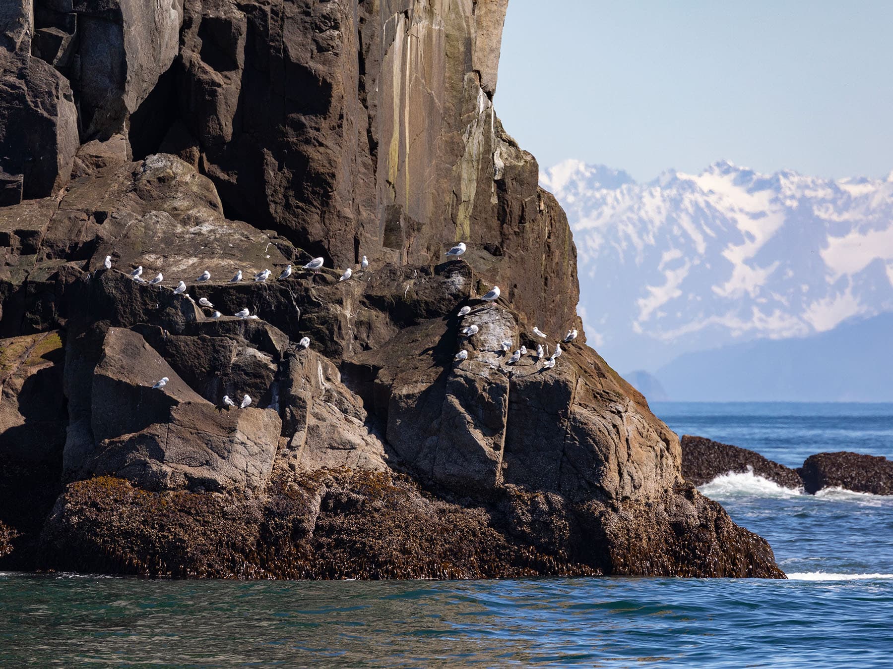 Seagull nesting colony