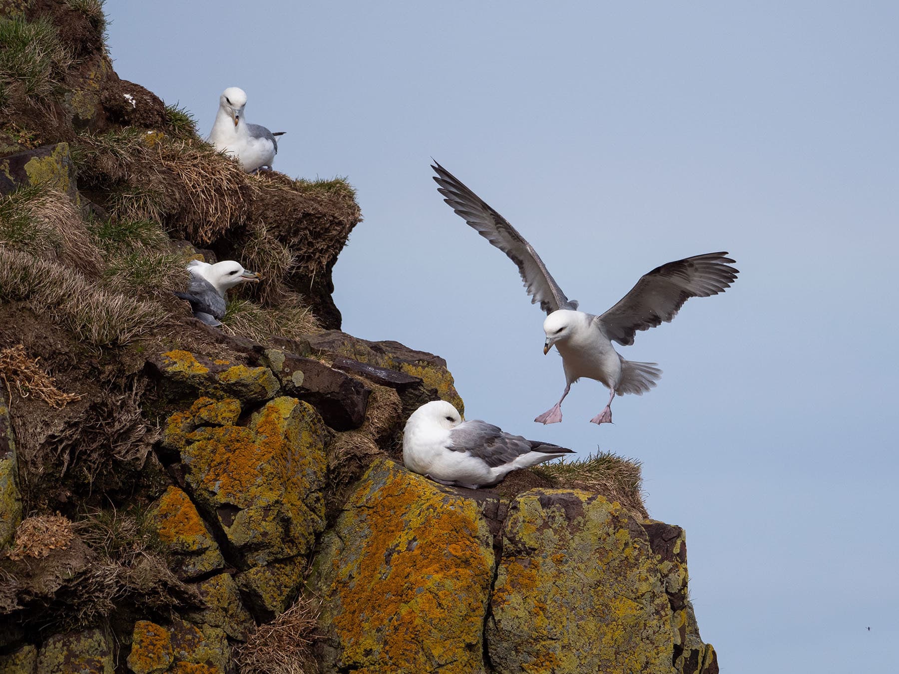 Seagull nesting location