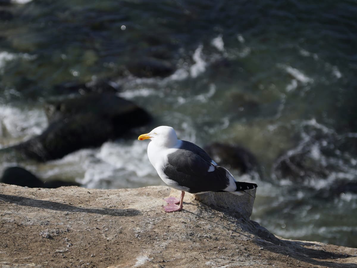 Where Do Seagulls Sleep? (Location, Habits and Behavior) Birdfact
