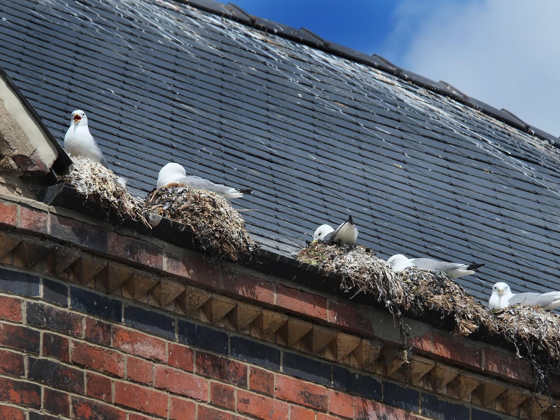 Seagulls nesting inland
