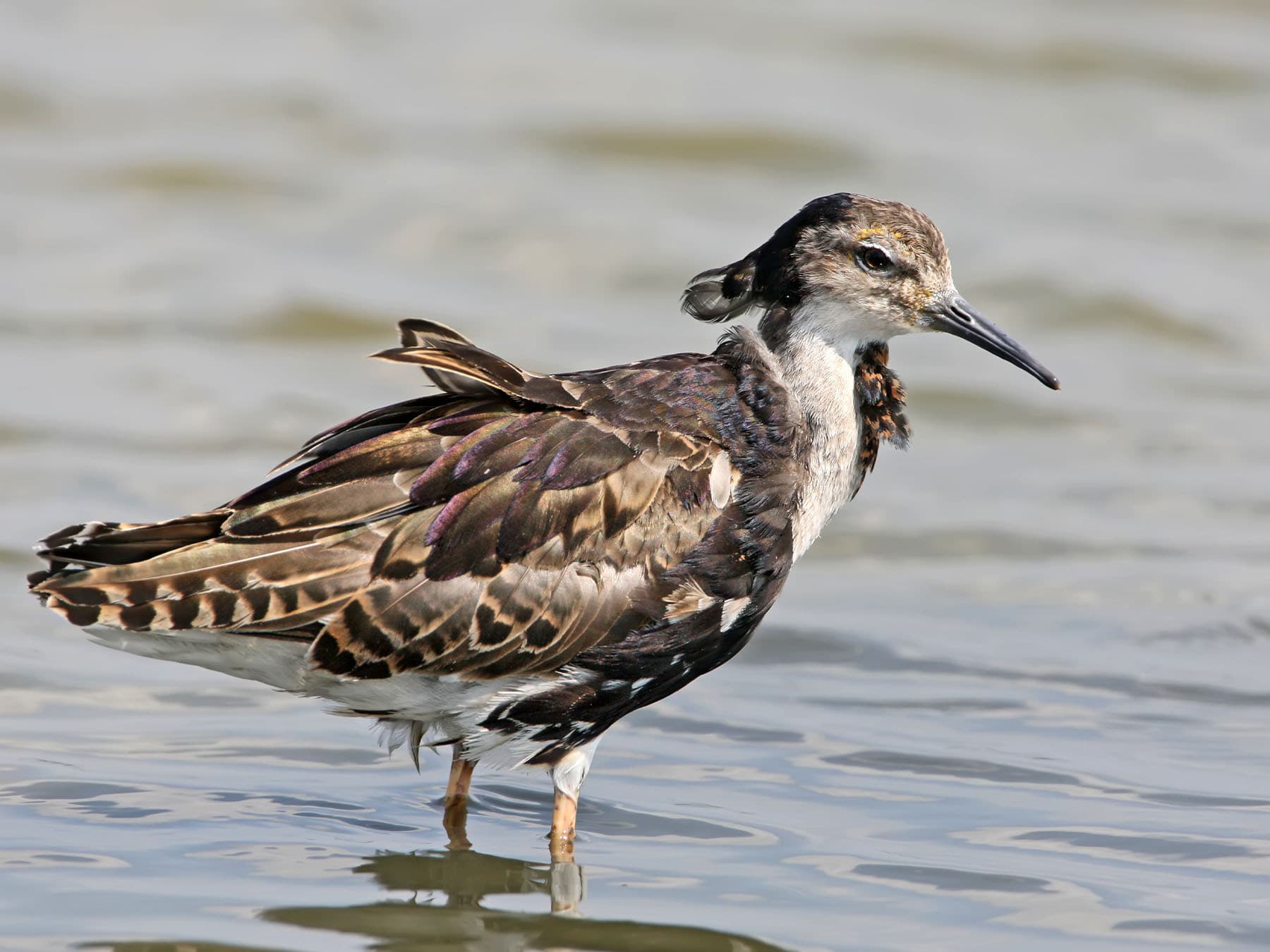 Seasonal Changes in Birds: Molting, Migration, and Reproduction