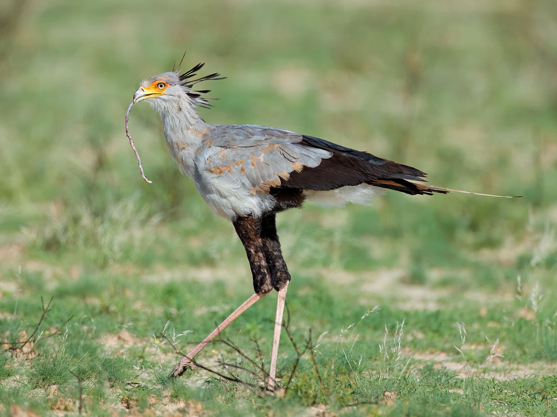 Secretarybird hunting for prey in its natural habitat
