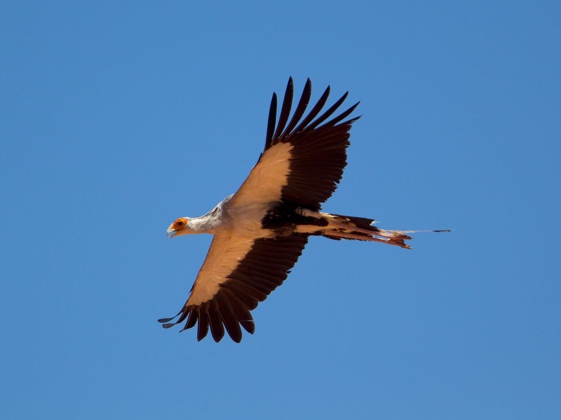 Secretarybird in flight