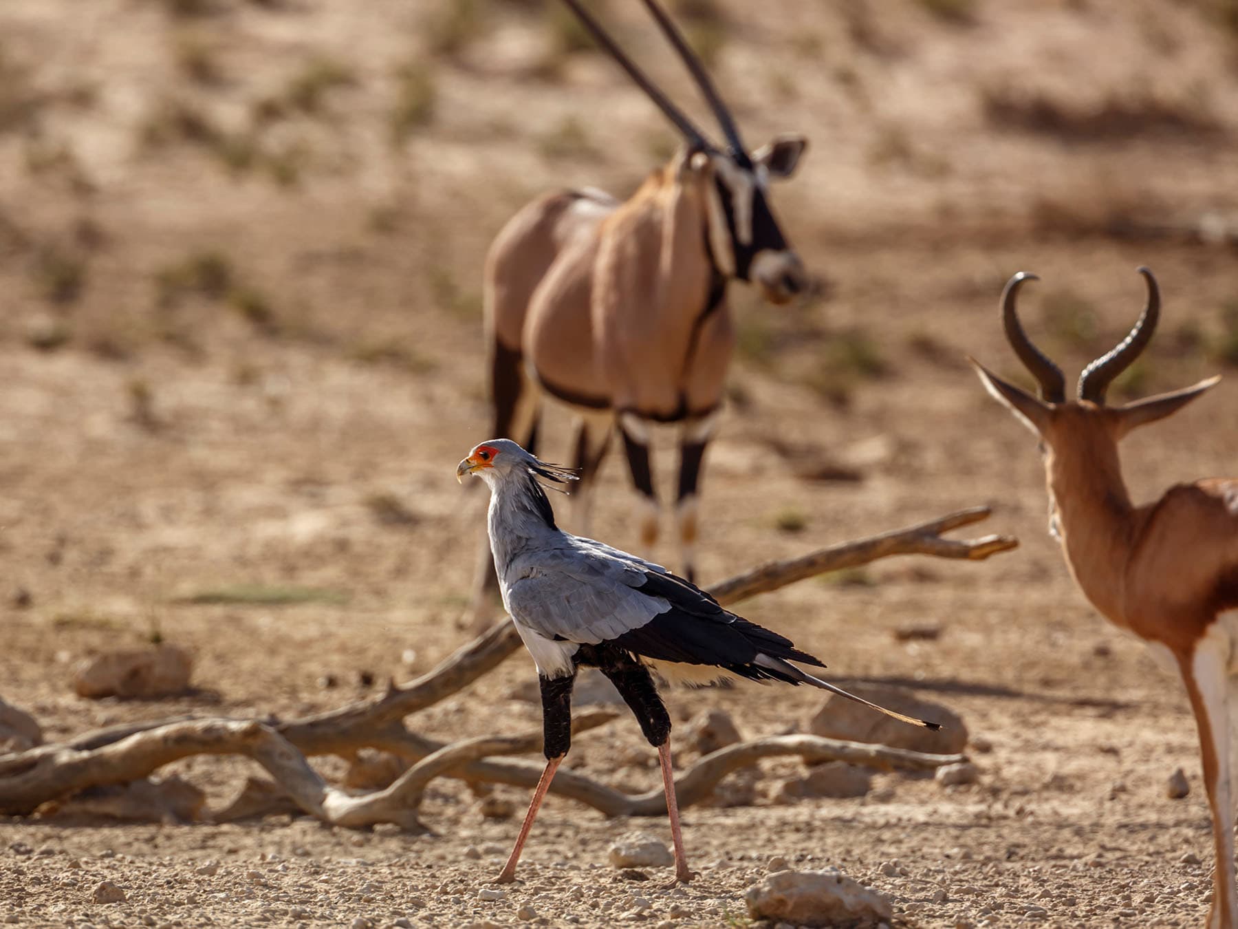 Secretarybird near Oryx
