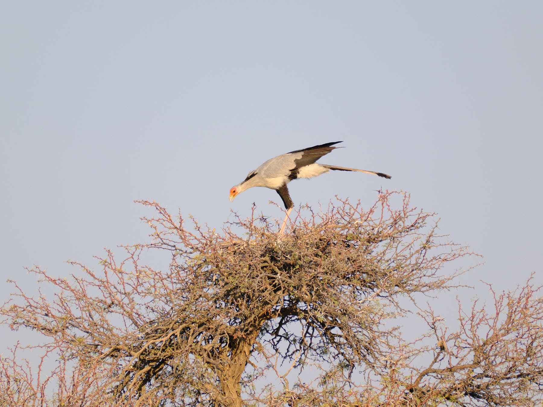 Secretarybird in its nest, at the top of a tree