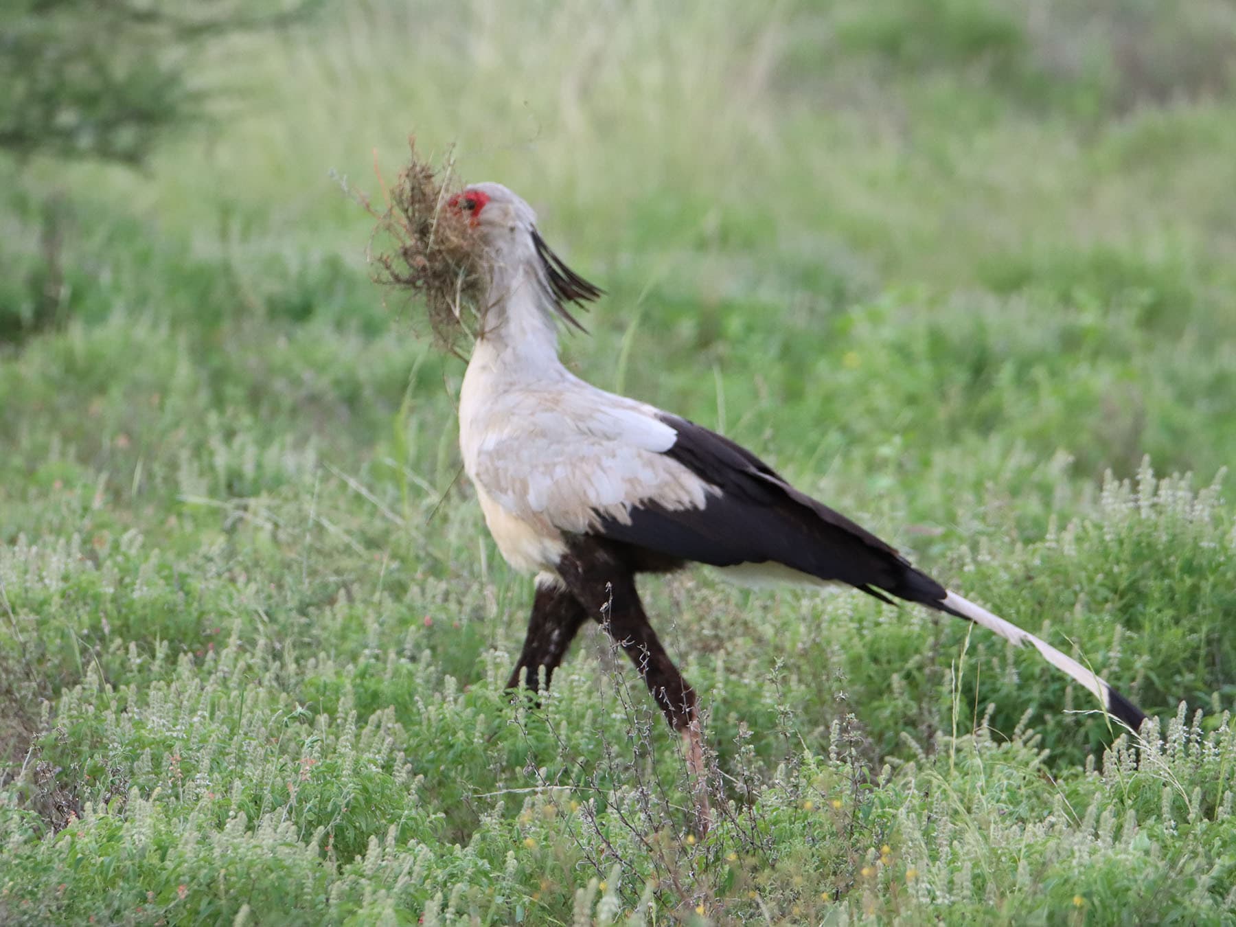 A Secretarybird gathering grass for the nest