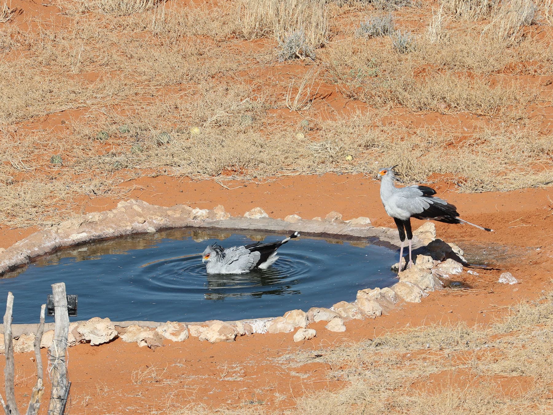 A pair of Secretarybirds bathing in the water