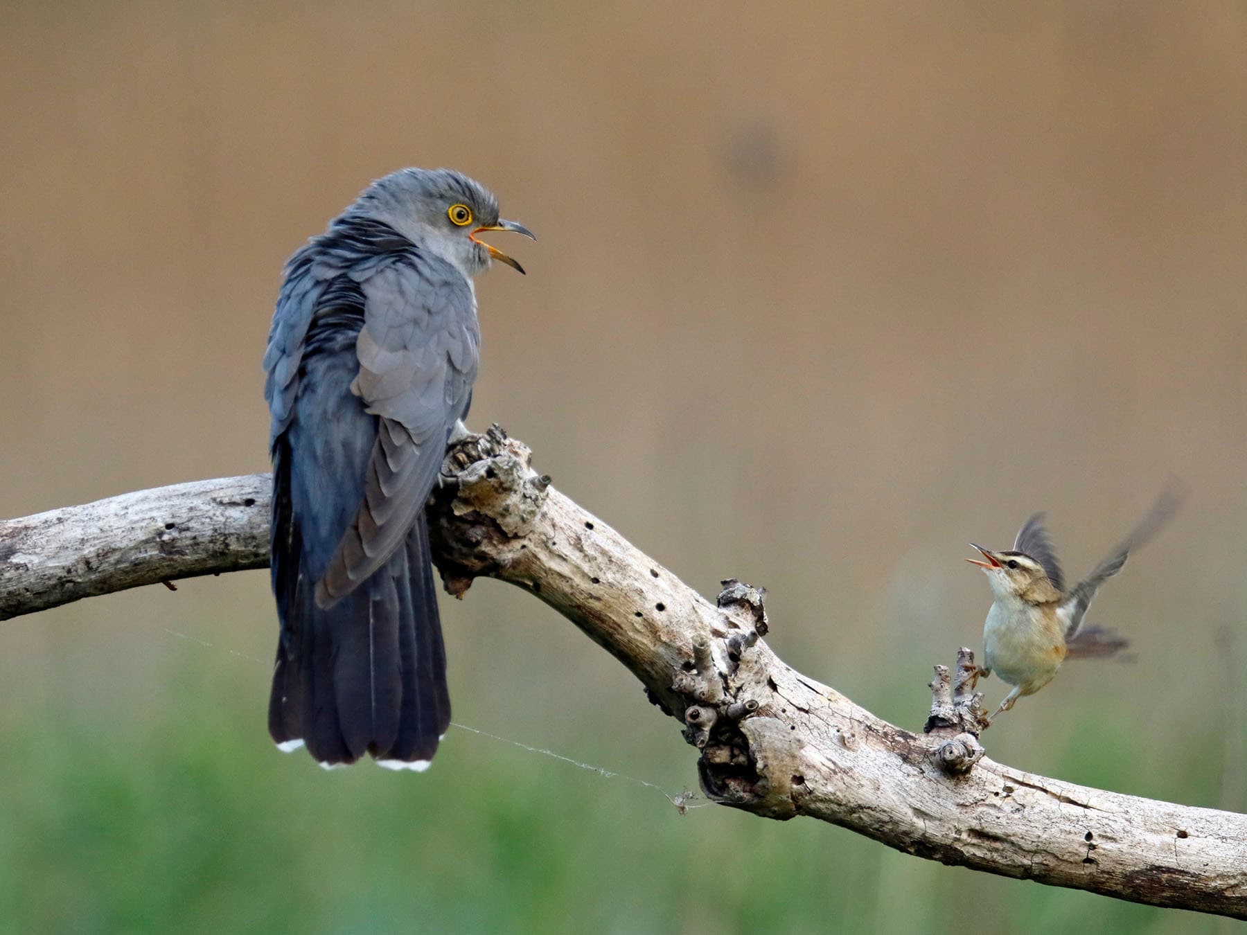 Sedge Warbler defending its territory from a Cuckoo