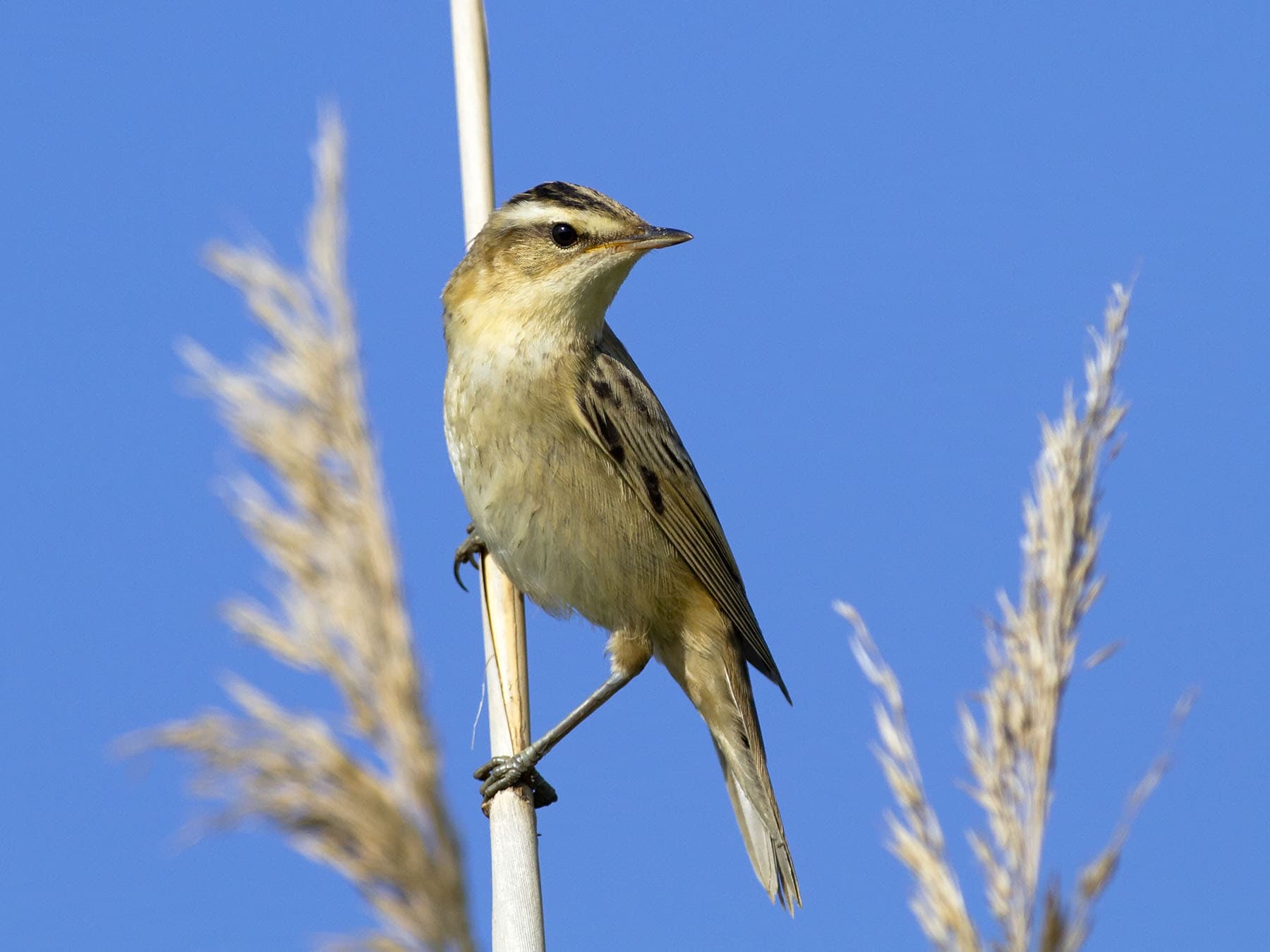 Close up of a Sedge Warbler