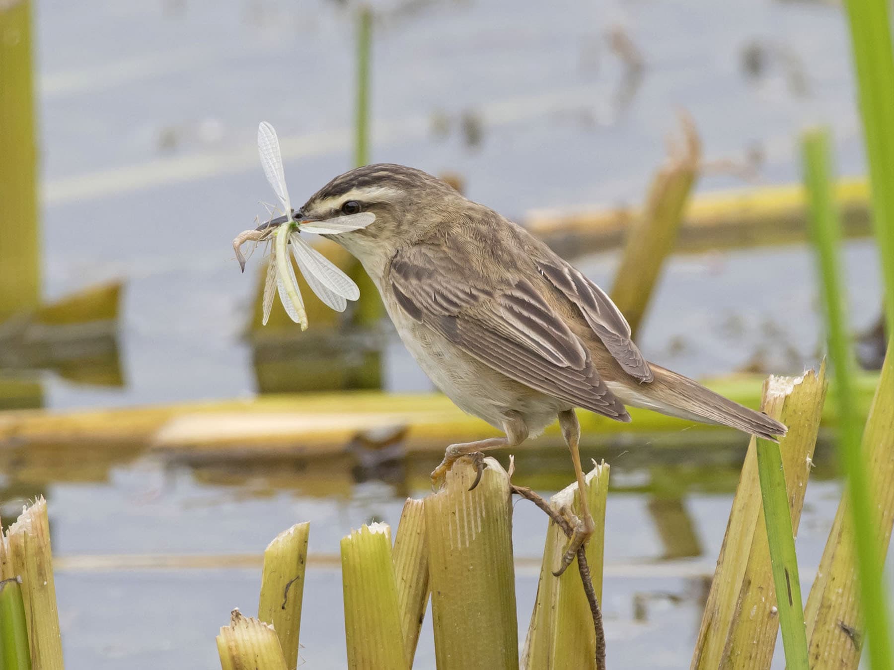 Sedge Warblers mainly consume insects and invertebrates