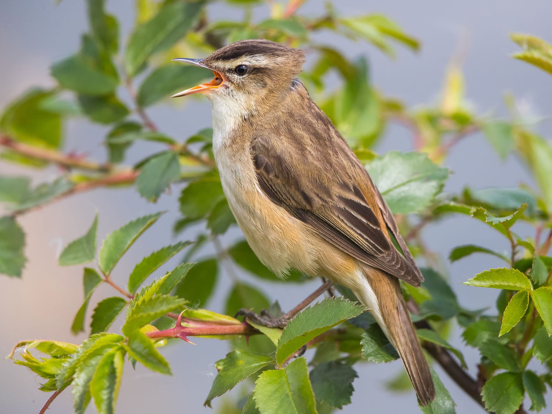 Close up of a perched Sedge Warbler