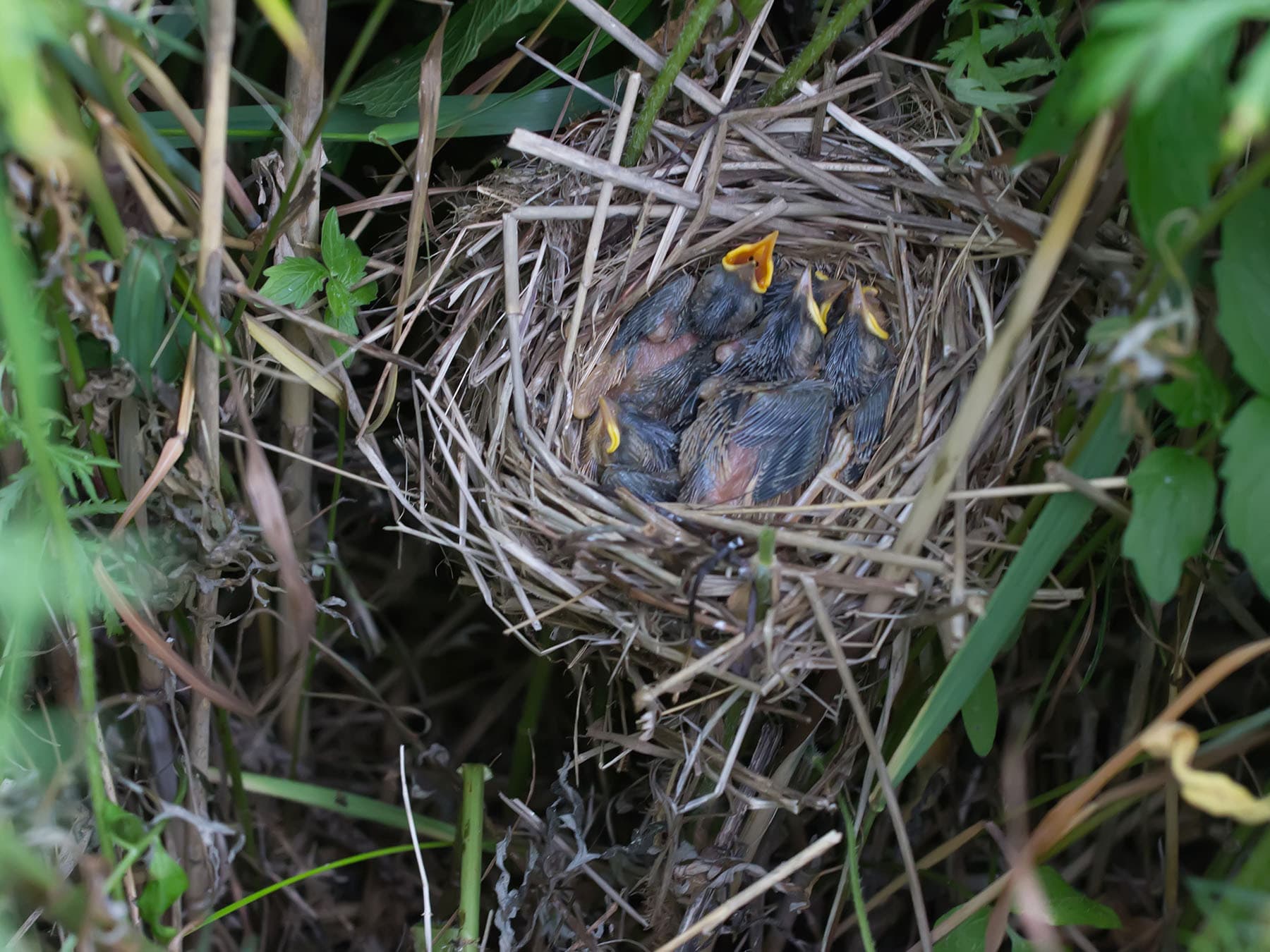 Close up of the nest of a Sedge Warbler, with chicks inside