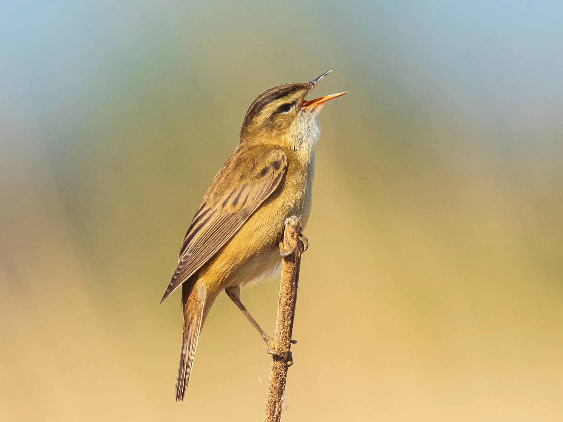 Sedge Warbler singing from a perch