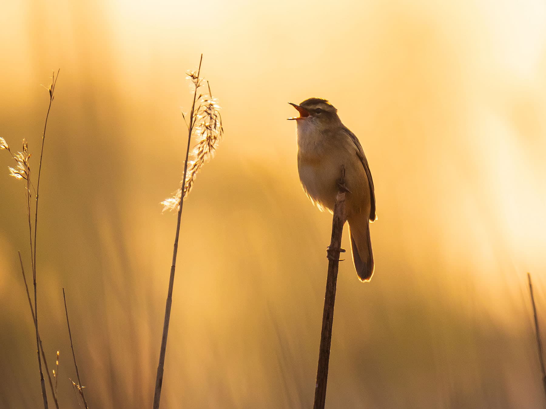 Sedge Warbler singing at sunset to attract a mate