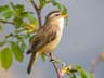 Sedge Warbler