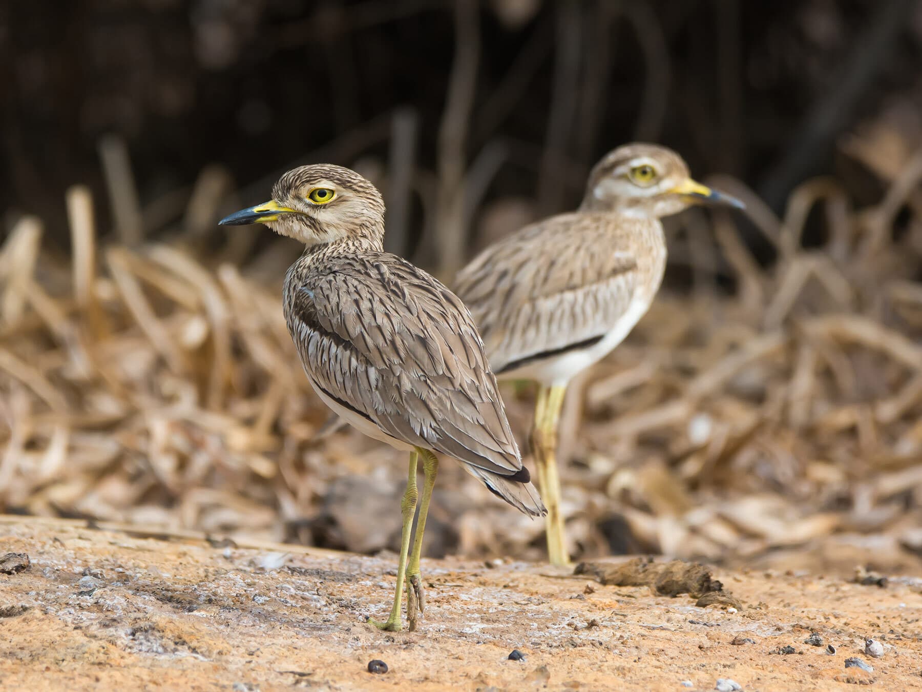 A pair of Senegal Thick-knees