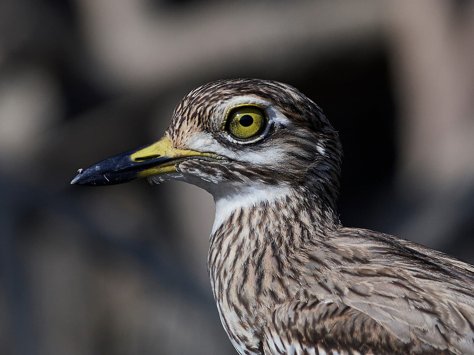 Senegal Thick-knee
