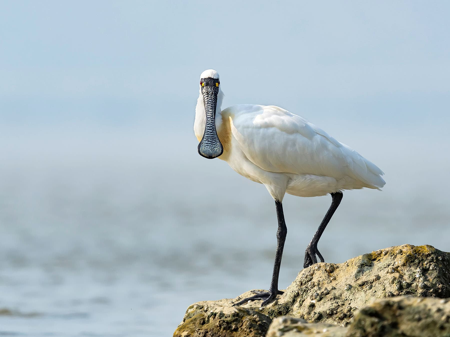 Sensory Perception in Birds