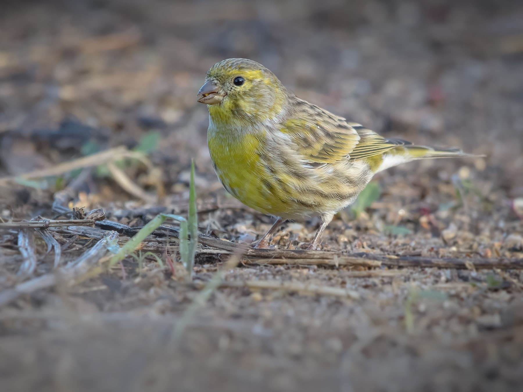 Serin foraging for food on the ground